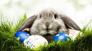 Великденският заек хит в мрежата (ВИДЕО)