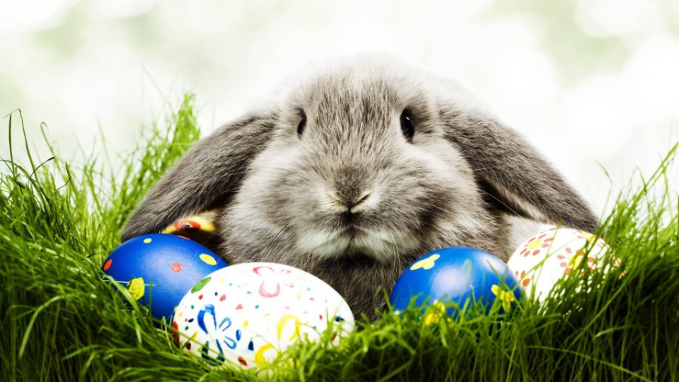 Великденският заек хит в мрежата (ВИДЕО) | StandartNews.com
