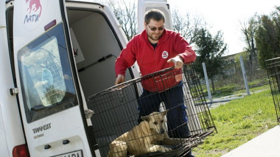 Общината във Видин укроти уличните кучета | StandartNews.com