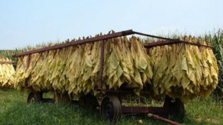 Тютюнджии в паника, нямат договори за изкупуване на продукцията