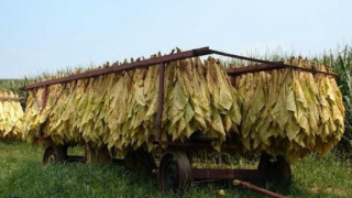 Тютюнджии в паника, нямат договори за изкупуване на продукцията