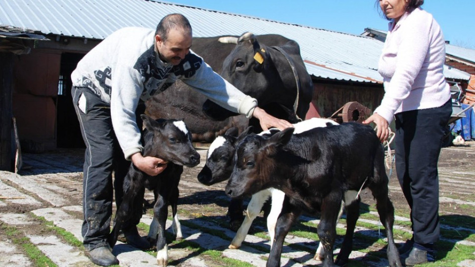 Млекари: 100 млн. лв. ще ни спасят от фалит | StandartNews.com