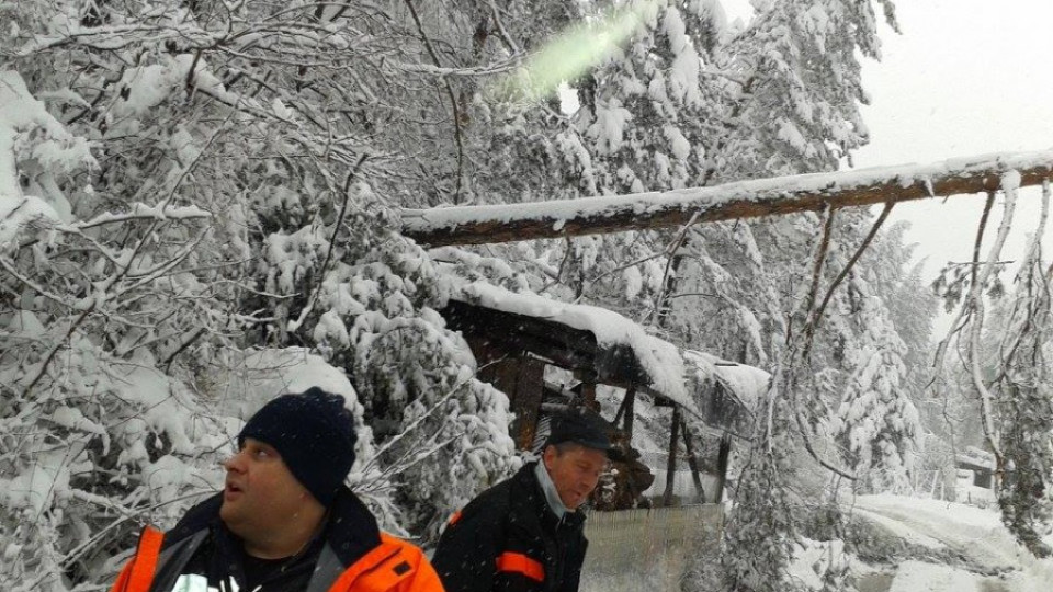 Снегът в Смолянско унищожил 6 хил. хектара гори | StandartNews.com