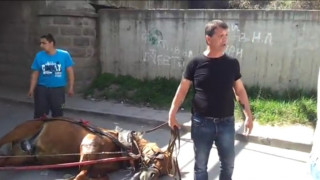 Варварство: Роми пребиват изнемощял кон (ВИДЕО)