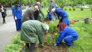 Задигнаха декоративни храсти за 7200 лева от центъра на Сливен