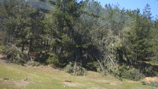 Хиляди паднали дървета в Родопите след снега през март 