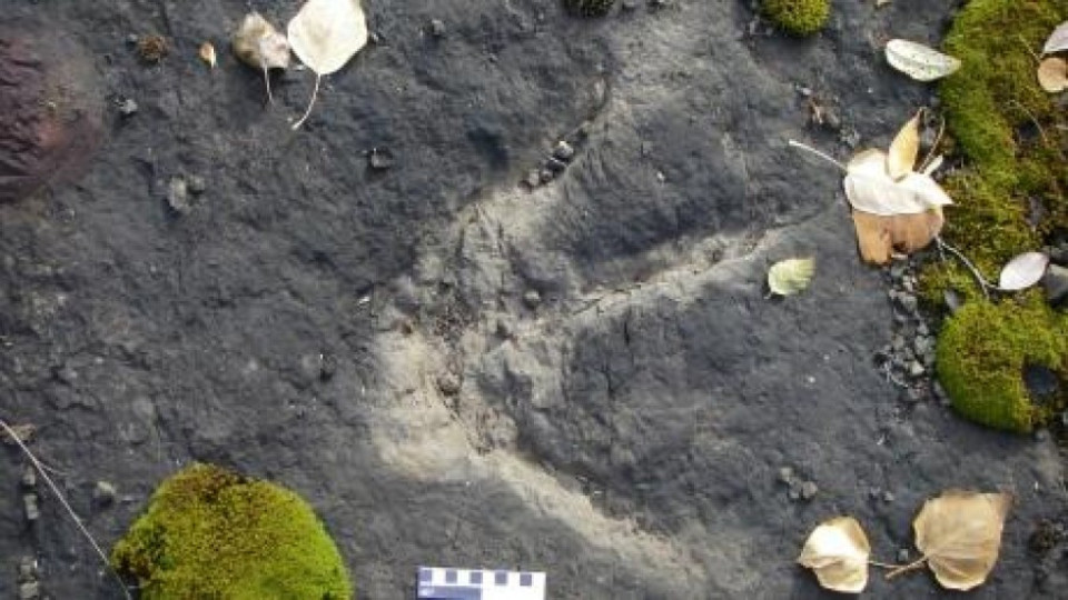 Откриха пътека на динозаври на 100 млн години  | StandartNews.com
