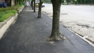 Пълен абсурд: Асфалтират дървета във Видин