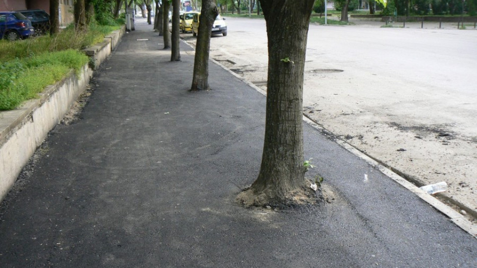 Пълен абсурд: Асфалтират дървета във Видин | StandartNews.com