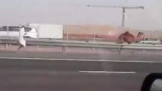 Арабин гони камилата си по магистралата (ВИДЕО)