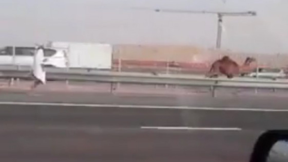 Арабин гони камилата си по магистралата (ВИДЕО) | StandartNews.com