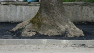 ВИДЕО и СНИМКИ: Асфалтират дървета във Видин
