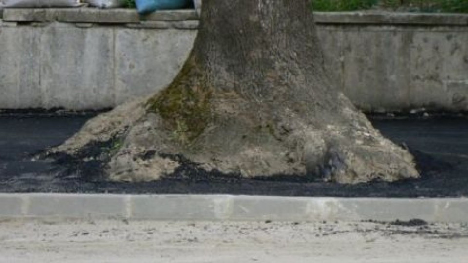 ВИДЕО и СНИМКИ: Асфалтират дървета във Видин | StandartNews.com