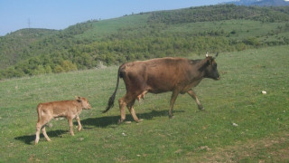 Говеда палят война в две села