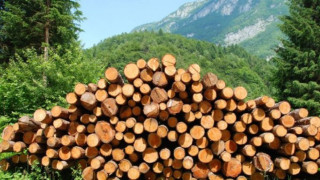 Слагат нови маркери на дърветата за сеч