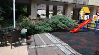 Огнеборци и общинари отстраниха паднали дървета и клони