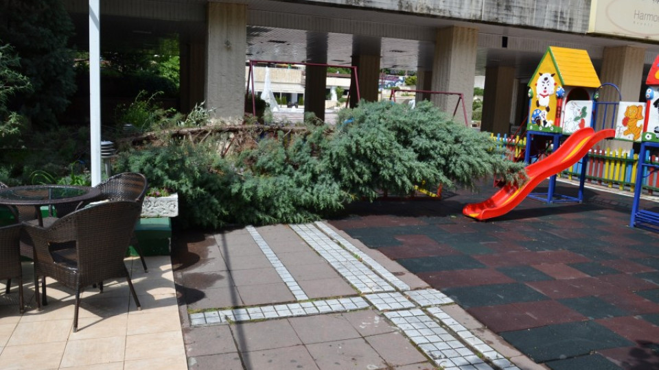 Огнеборци и общинари отстраниха паднали дървета и клони | StandartNews.com