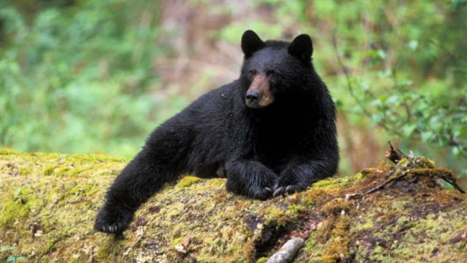 Семейство мечки подгониха туристи (ВИДЕО) | StandartNews.com