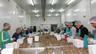 Министър Танева откри фабрика в Каварна
