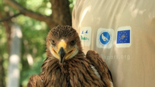 Орелът Волен оцеля край Киев, загина до Сливен