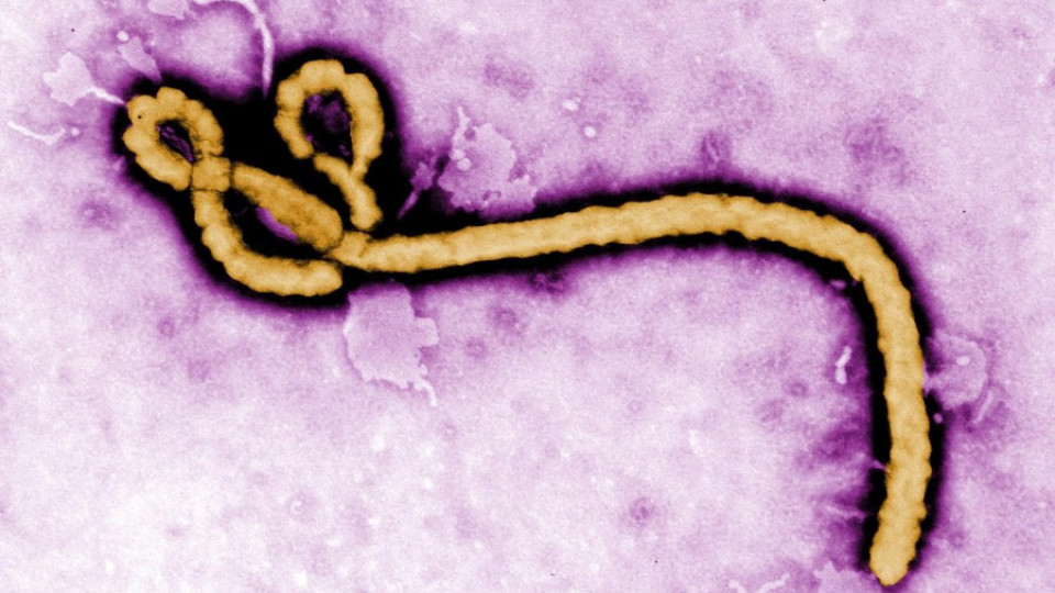 Ебола обогати измамници с 1300 лв. | StandartNews.com