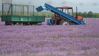 Произвеждаме над 100 т олио от лавандула