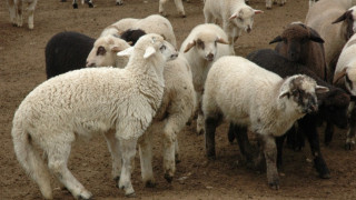 Отглеждат по-малко овце и свине