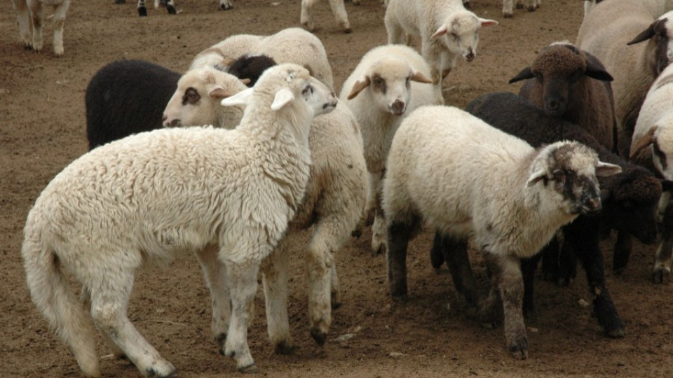Отглеждат по-малко овце и свине | StandartNews.com