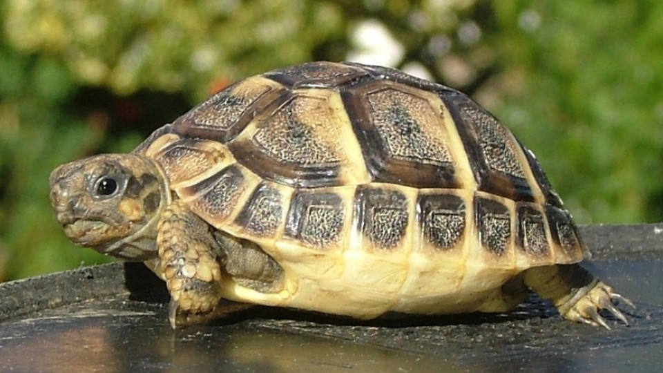 Опекоха и изядоха 17 редки костенурки | StandartNews.com