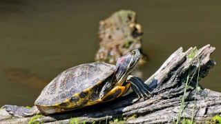 Роми изядоха 17 защитени костенурки