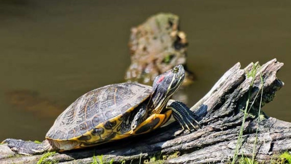 Роми изядоха 17 защитени костенурки | StandartNews.com