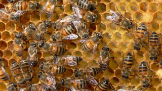 Пчеларите излизат на национален протест