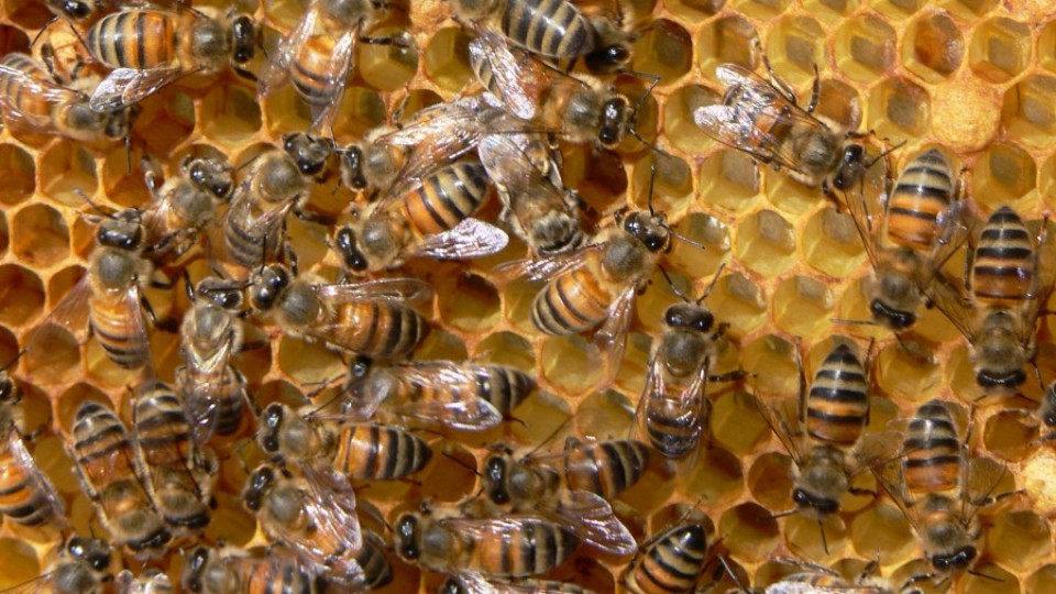 Пчеларите излизат на национален протест | StandartNews.com