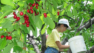 Румънци купуват черешите ни