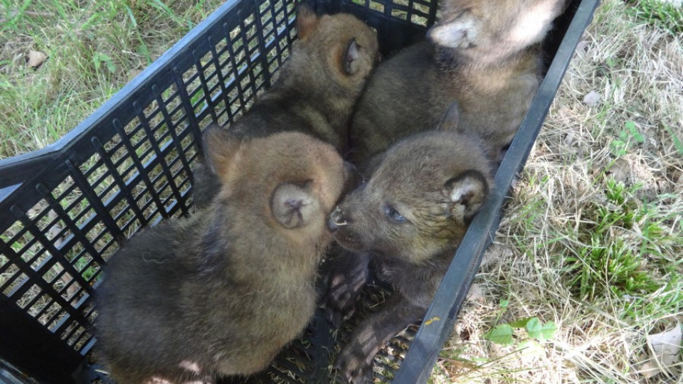 Четири бебета-вълчета в Зоопарка във Варна | StandartNews.com