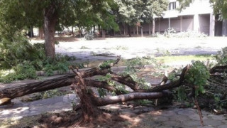 Бури, градушки и паднали дървета в страната 