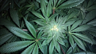 Спипаха близо 400 кг канабис в нива в Огражден
