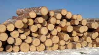 Мораториумът за износ на дървесина остава