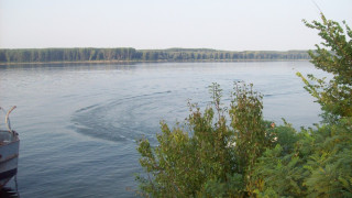WWF пусна 2000 есетри в Дунав