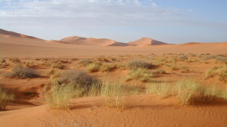 18 мигранти открити мъртви в Сахара