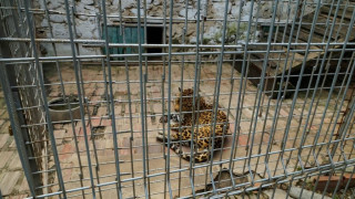 Обновяват зоопарка на Кюстендил