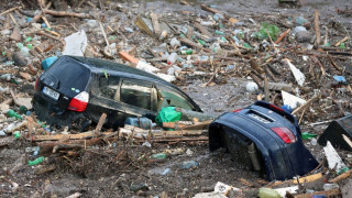 Намериха мъртви всички лъвове и тигри в Тбилиси