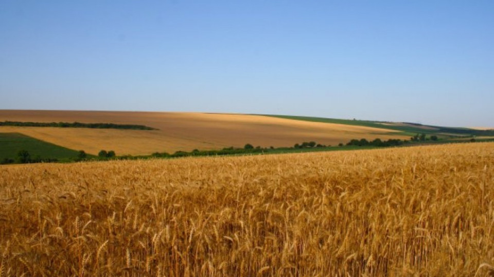 Фермери: Чужди сортове зърно превземат българските  поля  | StandartNews.com