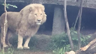 Лъв от зоопарка на Тбилиси уби човек