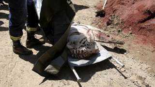 Тигър албинос уби човек в Тбилиси (ОБЗОР)