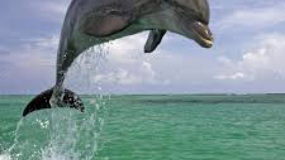 Военни кораби плашат делфините | StandartNews.com