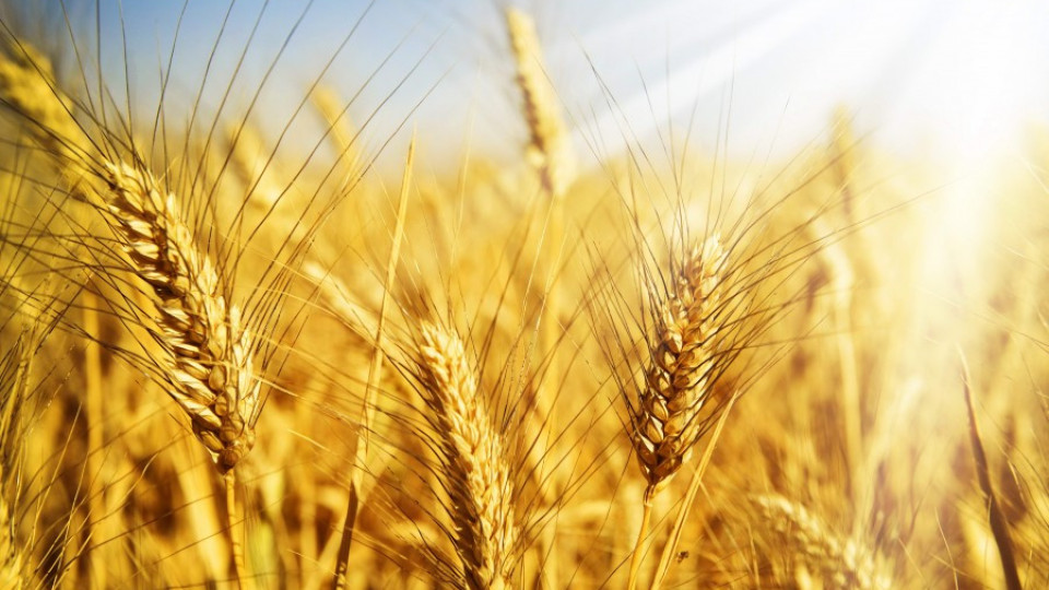 Очакват отлична реколта от пшеница | StandartNews.com