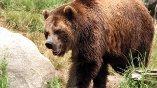Ремонтират „апартамента” на благоевградските мечки