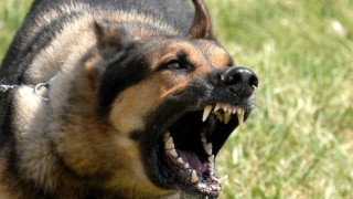 Жена от Ардино е била нахапана жестоко от побесняло домашно куче