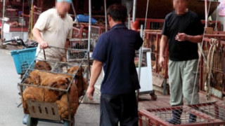 Китайка спаси 100 кучета от сготвяне